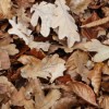 Thumbnail Picture